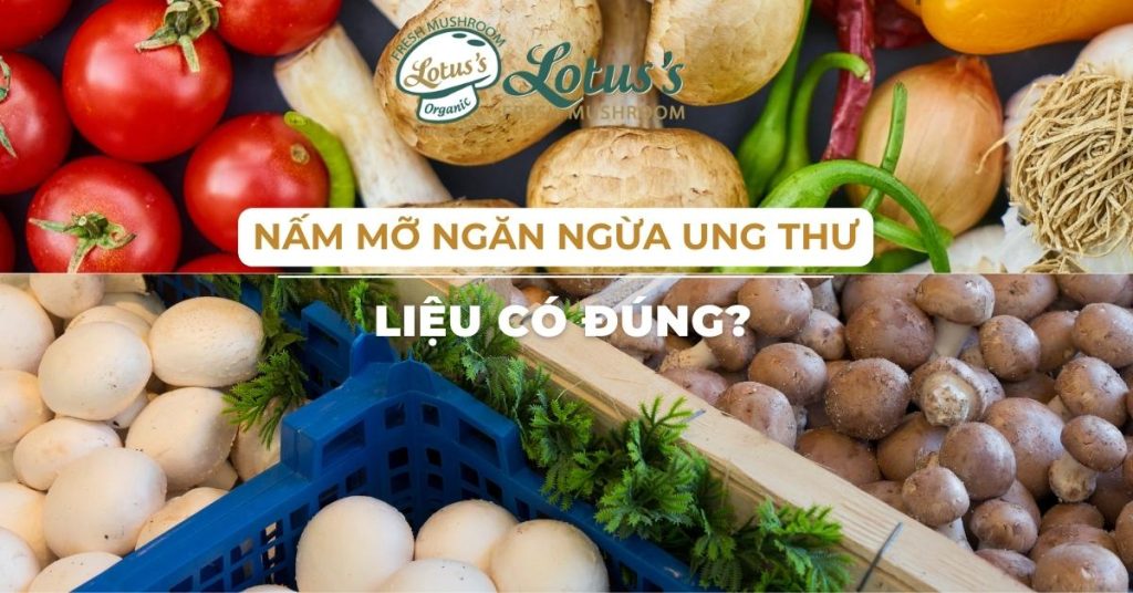 Nấm mỡ ngăn ngừa ung thư liệu có đúng?