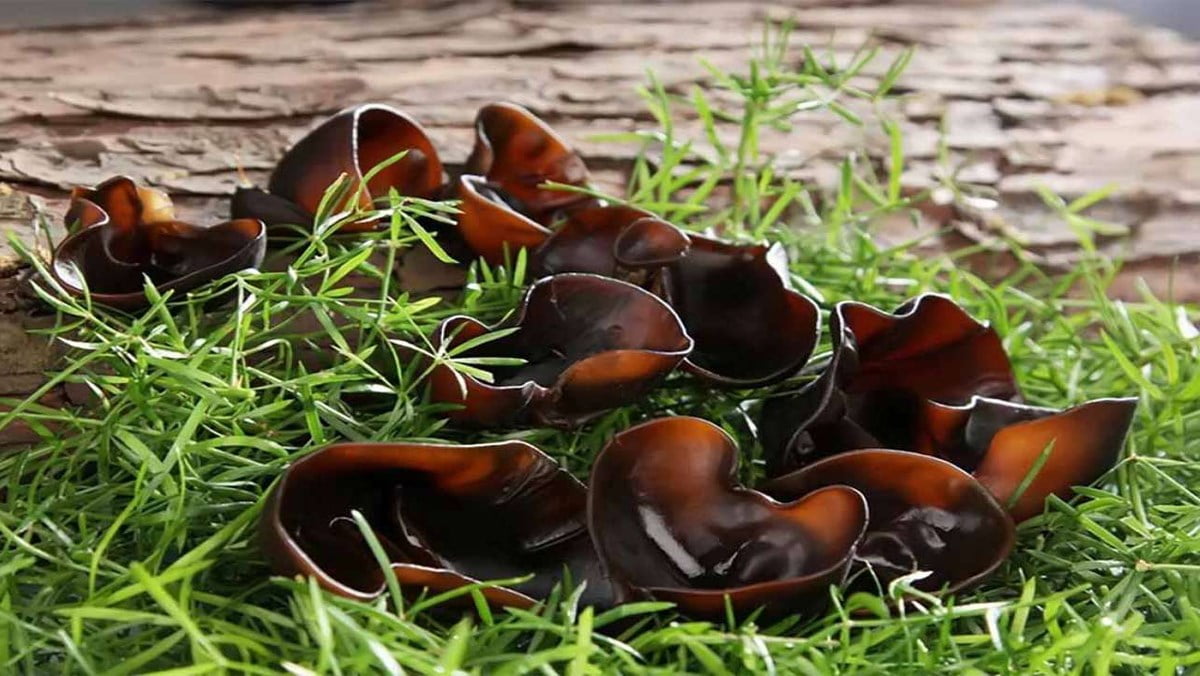 Kinh nghiệm lựa chọn nấm ngon và an toàn