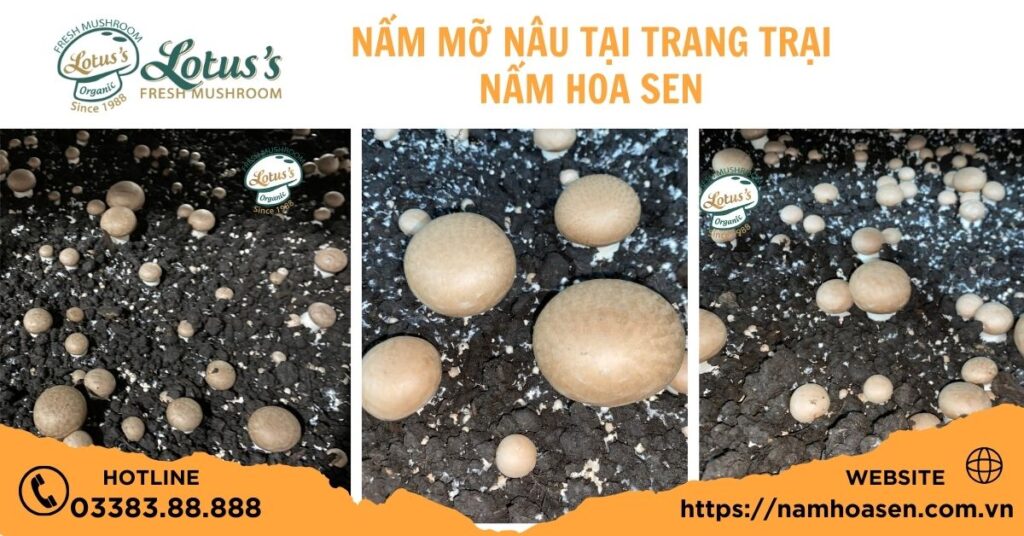 Nấm mỡ nâu tươi tại trang trại Nấm Hoa Sen